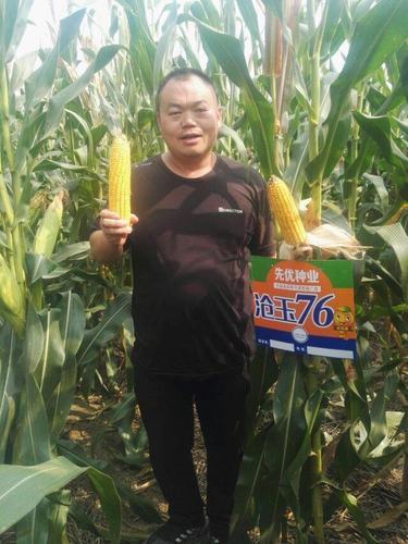 沧玉76玉米种大田表现