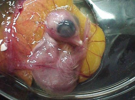 【图】鸡蛋孵出小鸡全过程 好神奇