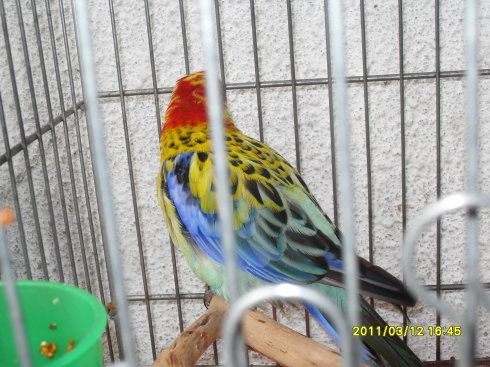 可爱的七彩鹦鹉