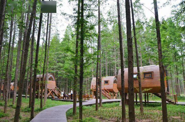 盐城,东台黄海国家森林公园,来这里跟森林共呼吸吧