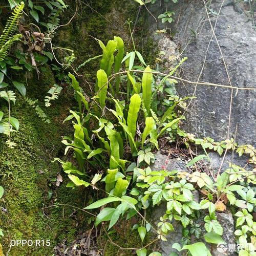 [化石草批发] 化石草价格面议元/斤 - 惠农网