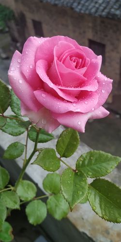 粉色的玫瑰点缀你粉红色的回忆