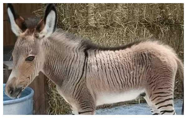 世界上十大人造杂交动物狮虎兽常见听说过鲸豚吗