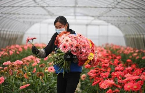 3月5日,在贵州省毕节市黔西县洪水镇长堰村花卉种植基地,村民在搬运
