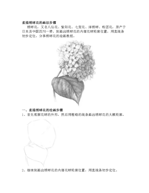 素描绣球花的画法步骤24.docx