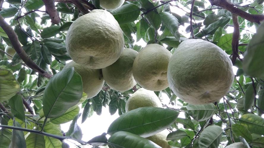 柚子是个宝!它的神奇功效,令人难以置信!