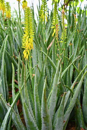 芦荟花,原创拍摄