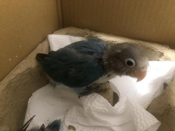 黑头白面牡丹鹦鹉