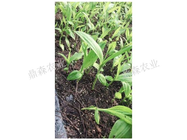 天津白艿与白芨「 四川鼎森农业科技供应」