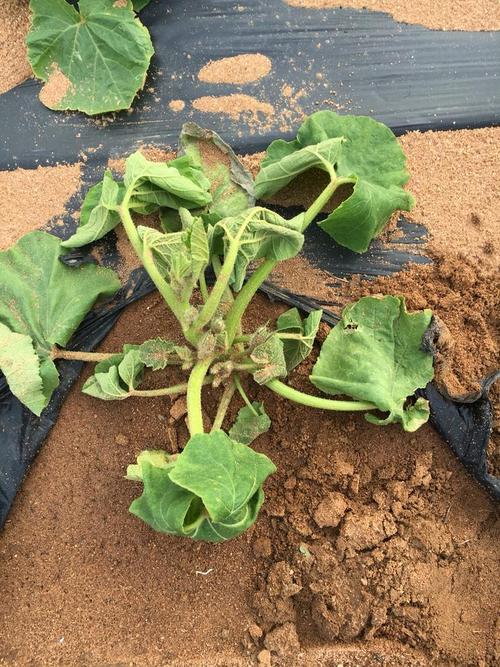 南瓜 根腐病 根系 灌根 广东 瓜类 举报