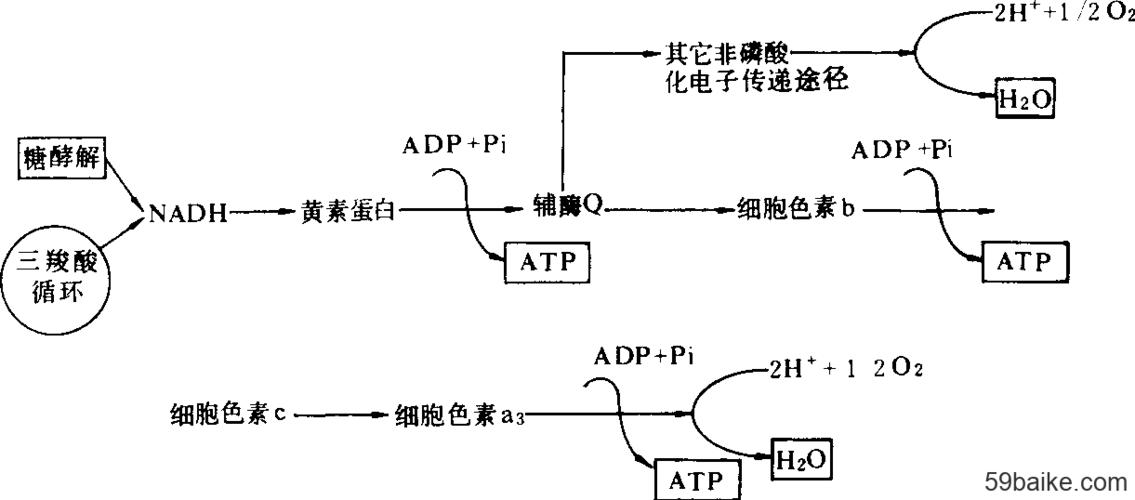 电子传递过程和氧化磷酸化作用示意图