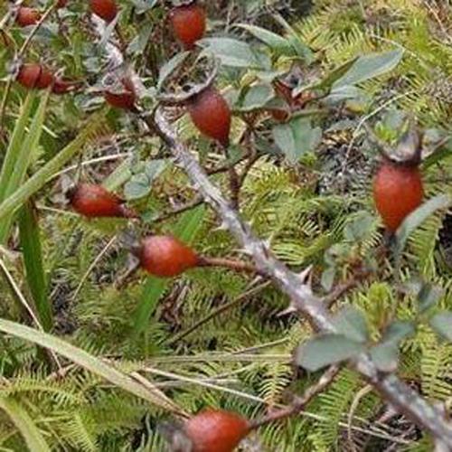 野生糖梨子图片大全2