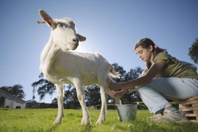 孩子喝羊奶比喝牛奶好?看看专家怎么说