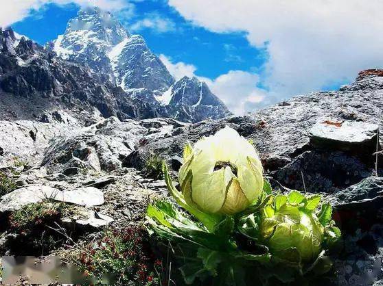 天山雪莲,难得一见!