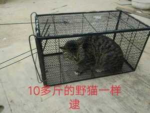折叠捕猫笼