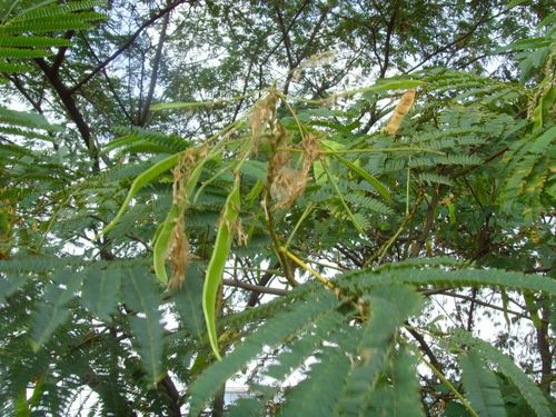 合欢树果实,花已调谢.