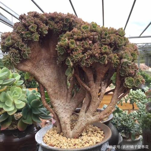 淡妆浓抹总相宜,美丽的多肉——植物"法师"