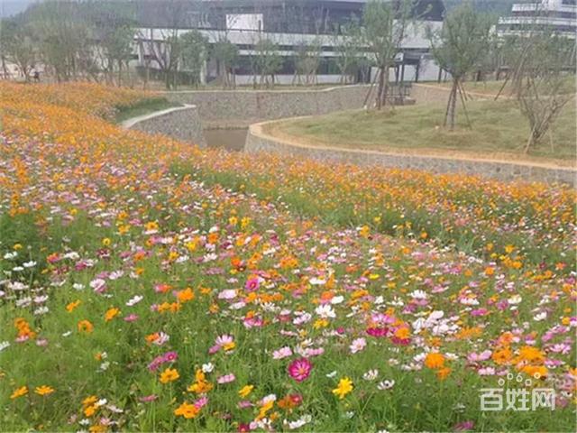 福建龙岩市边坡专用景观草花种子厂家直销