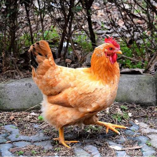 好消息 | 生鲜仙居鸡明天"持证"上岗进超市!