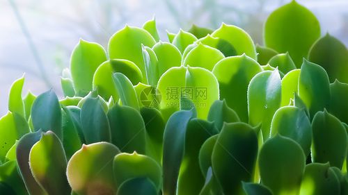 可爱的绿色植物图片壁纸