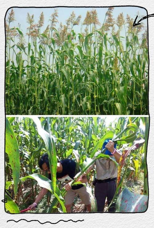 崇明甜高粱的多种称谓与历史渊源