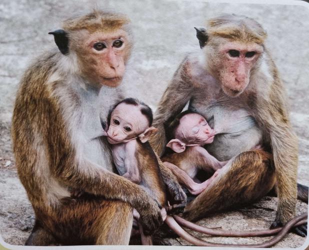 猴子妈妈喂猴子宝宝喝奶.