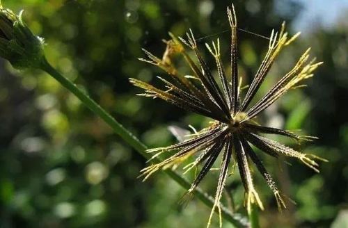 而且在夏秋季的时候,所结的果实也形似鬼针草的果实,扎在人身上也是很