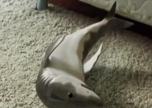 当鲨鱼变成宠物?全程卖萌高能,网友:小别致长的真东西!