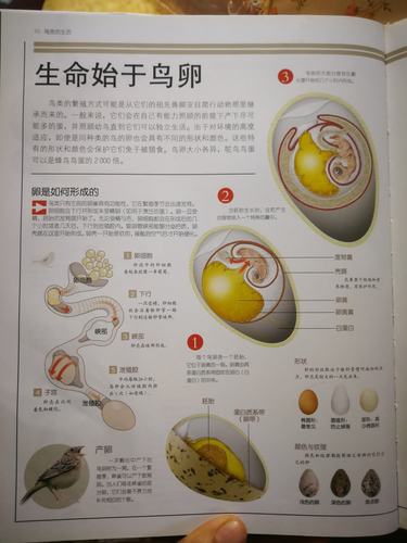 小鸡孵化实验(漫长的21天)