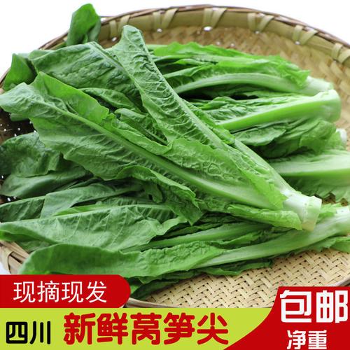 四川莴笋尖凤尾油麦菜新鲜蔬菜时令蔬菜农家自种现摘现发蔬菜批发 3斤