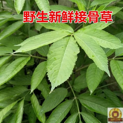 野生新鲜接骨草走马风陆英排风藤八棱麻丹草药枝叶根茎全500g包邮
