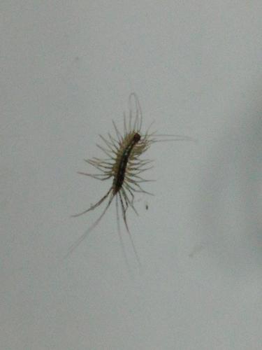 深夜床头蚰蜒.慎入!