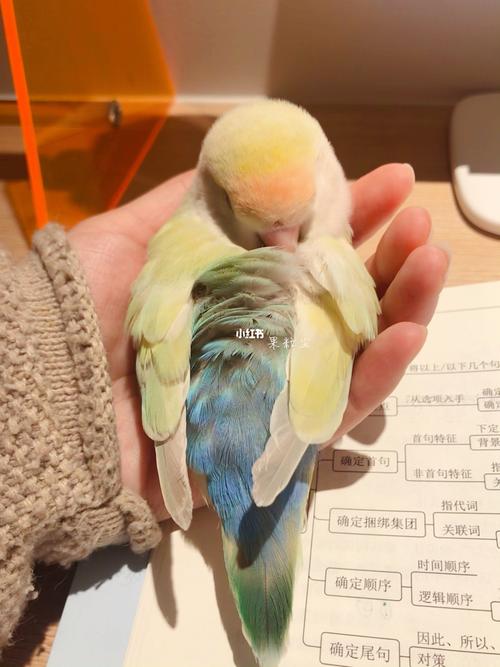 网红小鸟苹果绿-金顶白面蓝腰奥桂牡丹鹦鹉_牡丹_抹茶