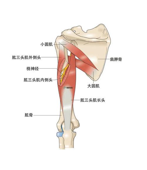 由桡神经支配的肌肉有肱三头肌,肘肊,肱桡肌,桡侧腕长伸肌和桡侧腕短