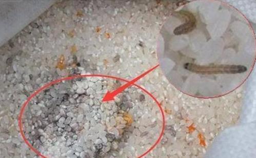 教你4个妙招除米虫,米虫轻松除干净