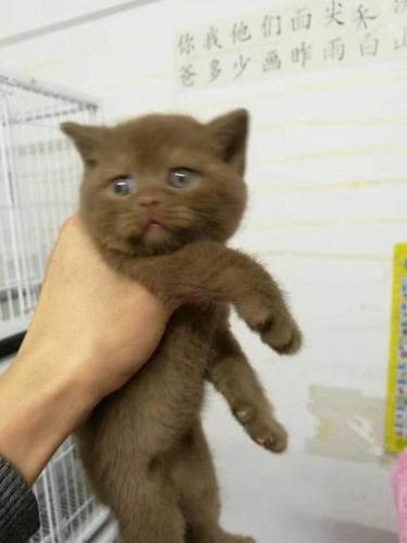 咖啡色英短出售喜欢的电话联系—沈阳和平区集贤宠物猫