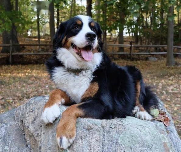 伯尔尼兹山地犬,瑞士