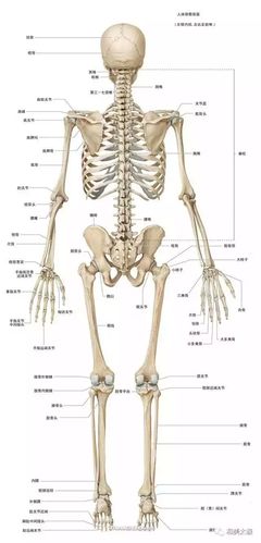 人体骨骼系统图