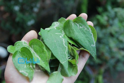 而铁线莲只要光照,种植条件适合,基本很少发生病害.