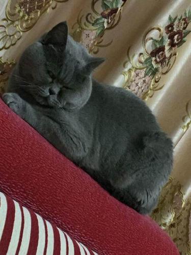 自己家养的英短蓝猫,因自己原因,现含泪转让,蓝猫4岁,体重14斤,品相