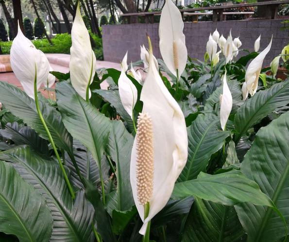 请欣赏白鹤芋,又称白掌,一帆风顺等