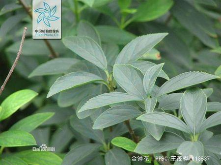 连翘和金钟花很难区别,花落后.谁的叶子是金黄色,谁的