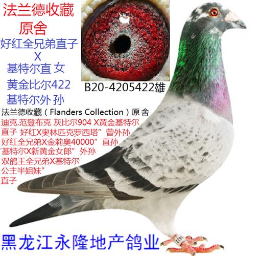 范登布克.好红全兄弟近亲_黑龙江永隆地产鸽业