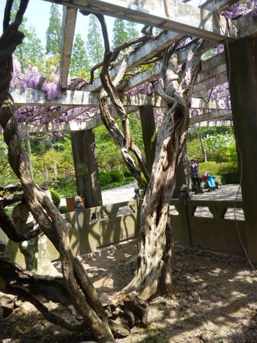 1235.紫藤花开古藤园(上)