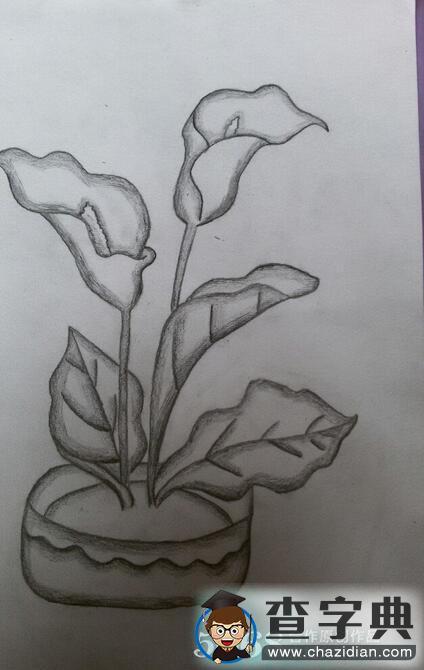 洁白的马蹄莲二年级小学生植物素描画