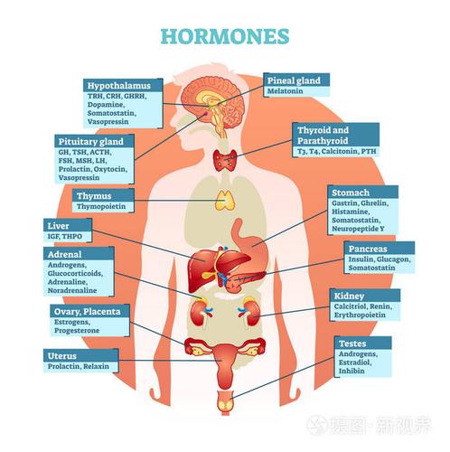人体荷尔蒙矢量图解