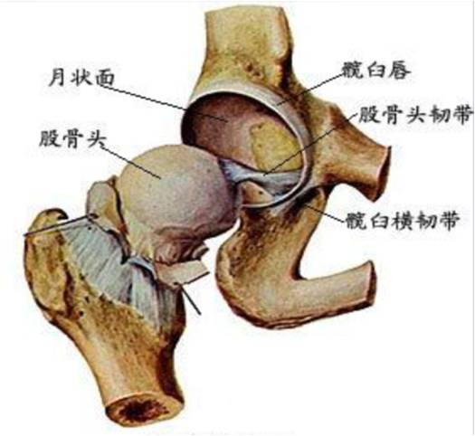 关节囊解剖:成人髋关节囊包绕整个股骨头和大部分的股骨颈,仅股骨颈后