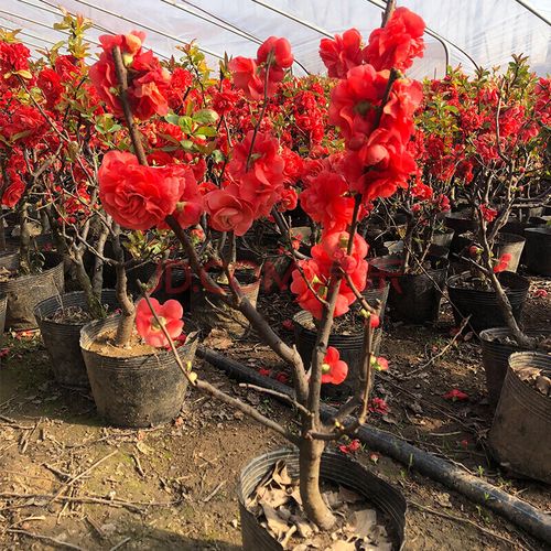 好养花卉植物室内花庭院长寿冠海棠花树苗盆景 【稀有品种】梦绘卷 8