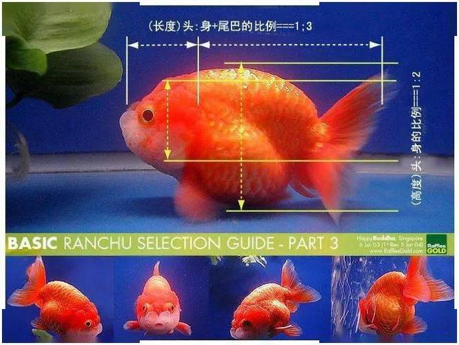 什么样的兰寿好,如何挑选鉴赏兰寿金鱼的好坏?