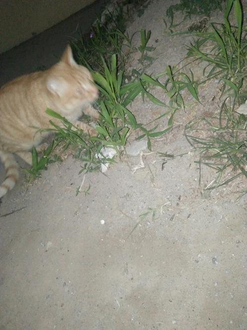 众所周知,橘猫是一种草食性动物